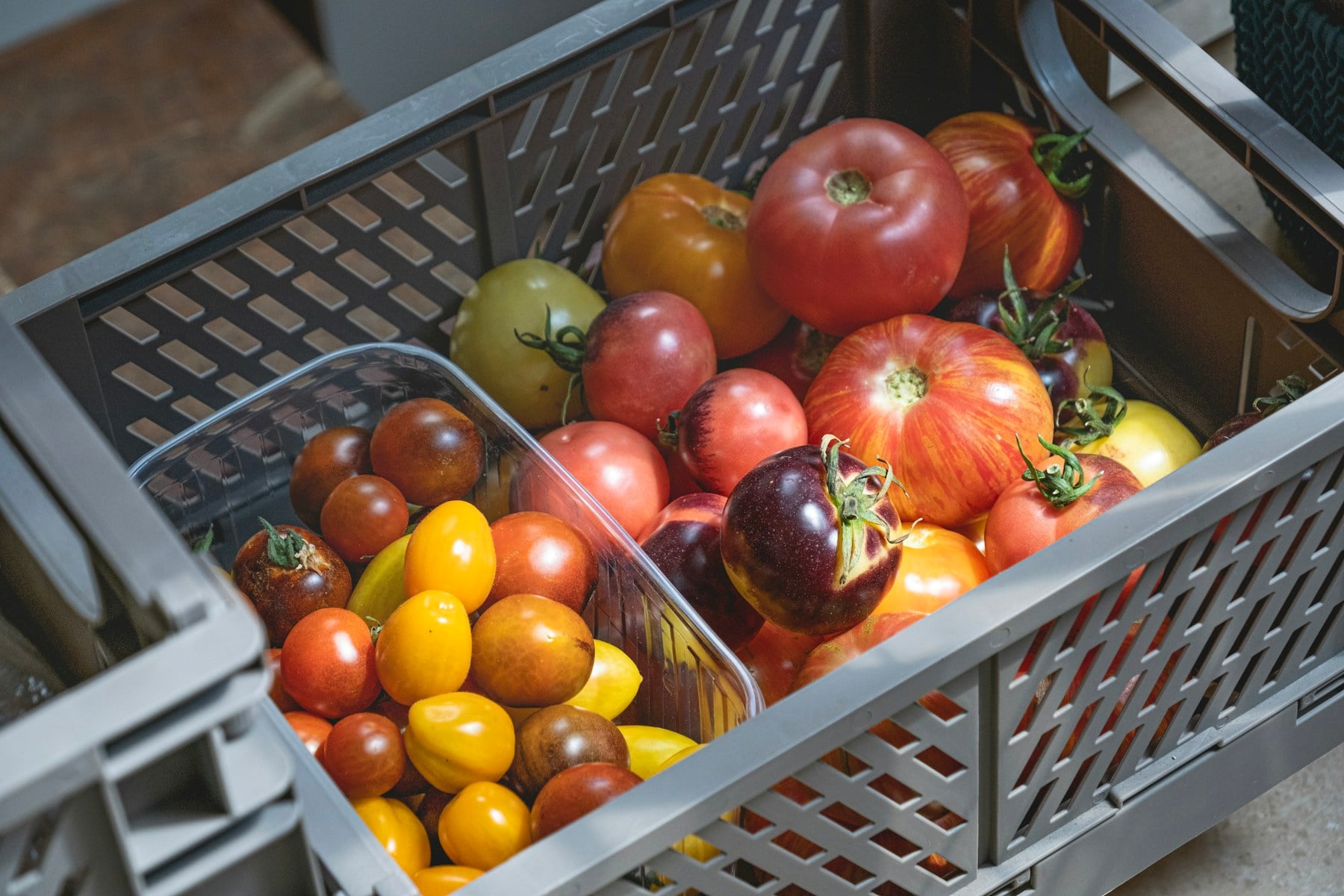 Caisses de tomates anciennes de couleurs variées, fraîchement récoltées, à l'intérieur d'un cageot de récolte.